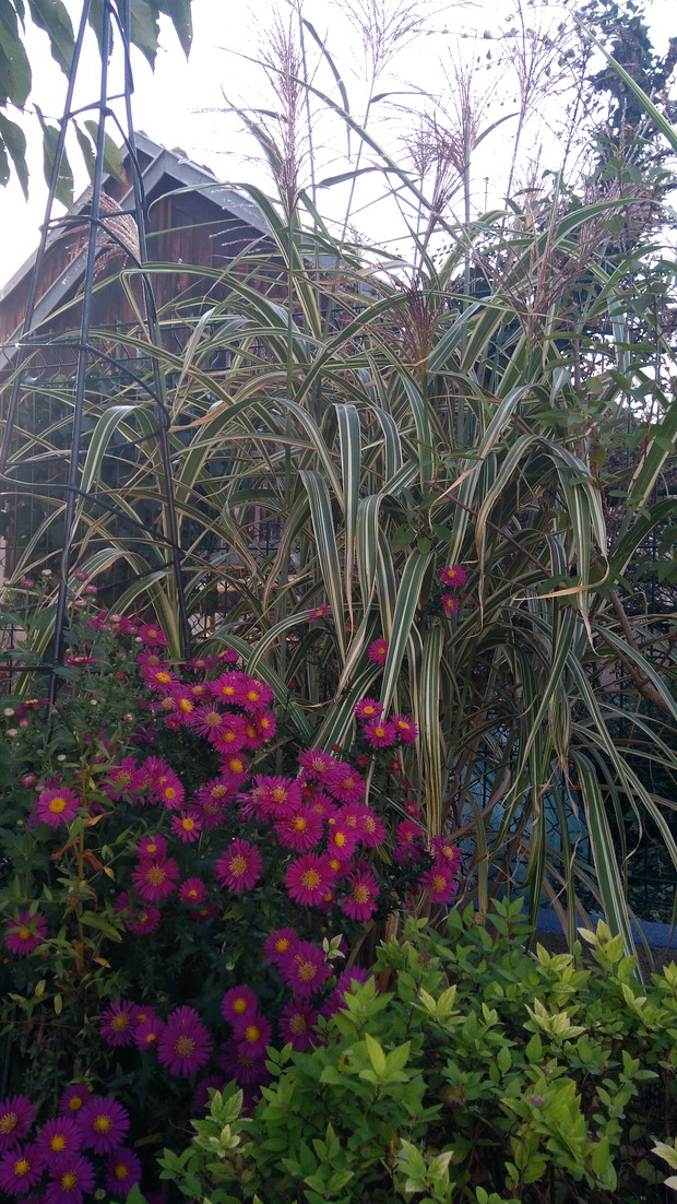 Miskant chiński 'Cosmopolitan'