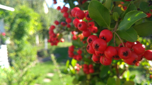 Ognik szkarłatny 'Red Column'
