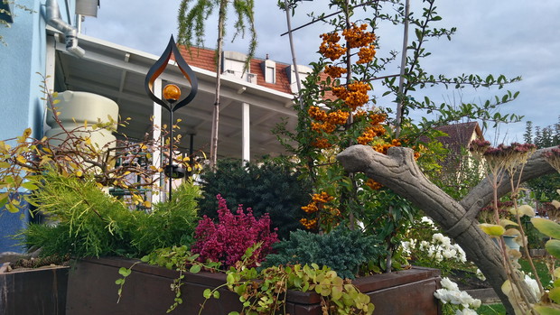 Ognik szkarłatny 'Soleil d'Or' w towarzystwie iglaków i wrzośca delikatnego