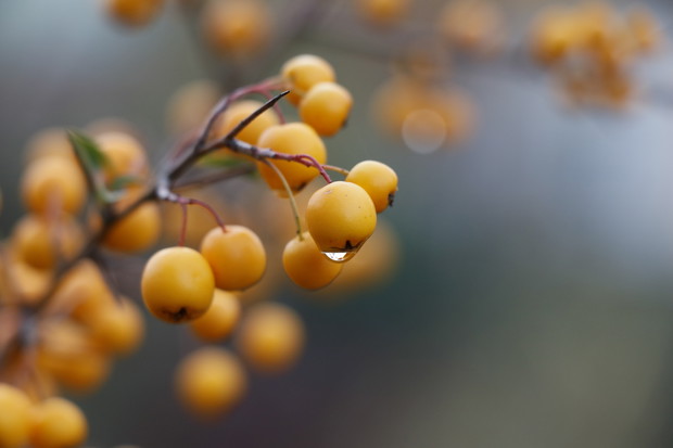 Ognik szkarłatny 'Soleil d'Or'