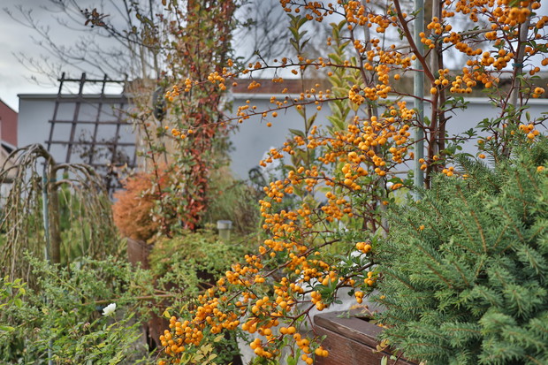 Ognik szkarłatny 'Soleil d'Or'