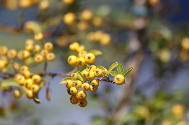 Ognik szkarłatny 'Soleil d'Or'