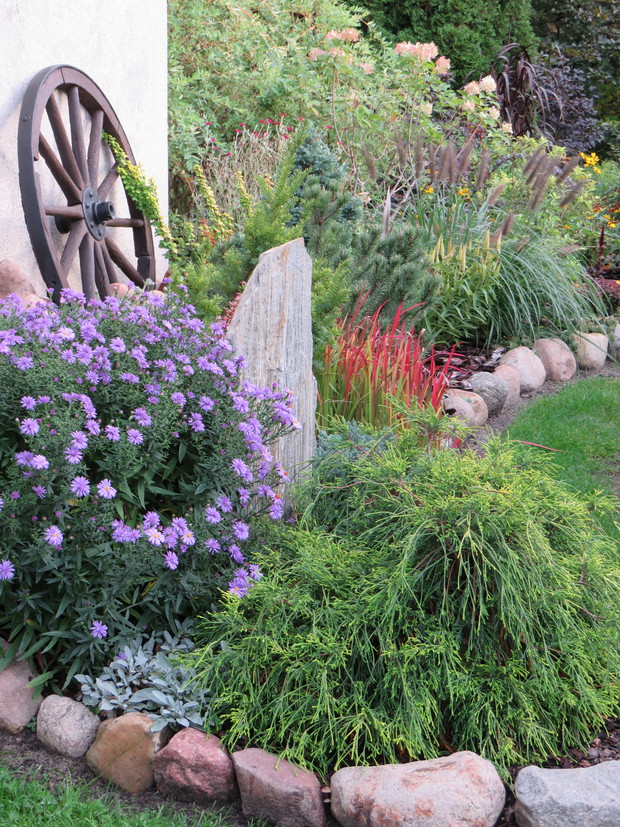 Ognisto czerwona imperata red baron