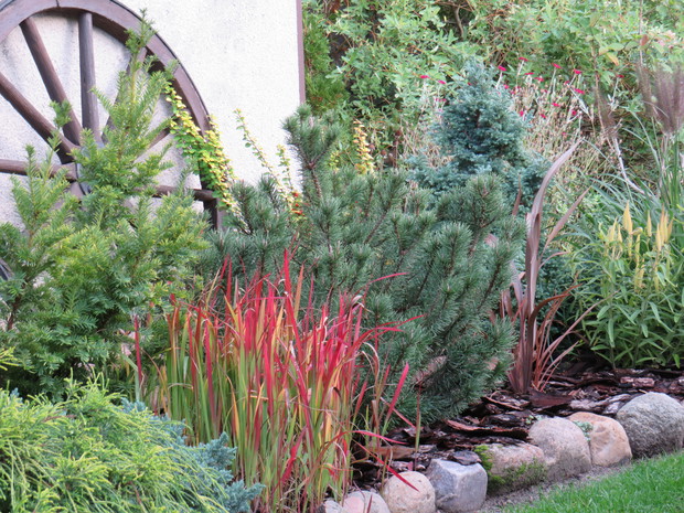 Ognisto czerwona imperata red baron
