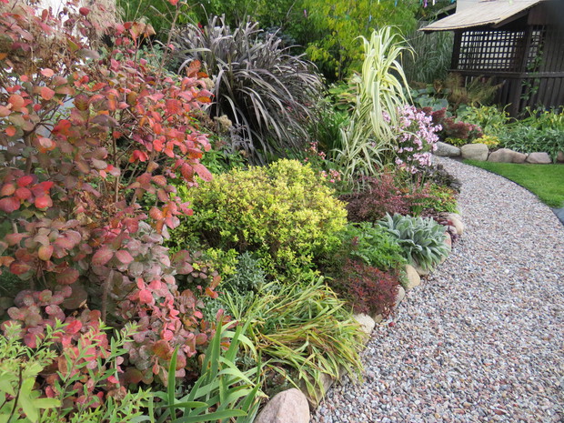 Perukowiec pięknie się wybarwia