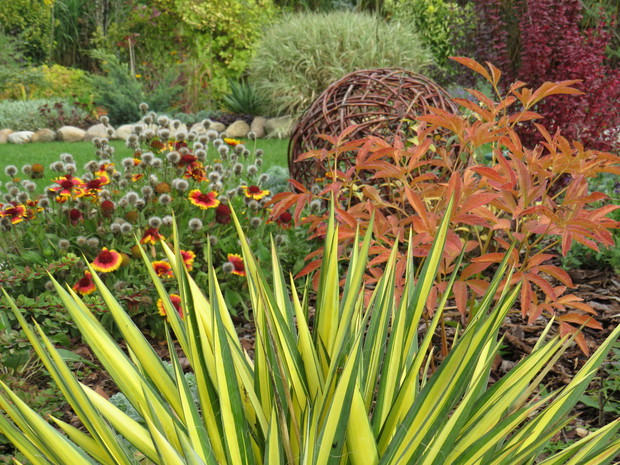 Pięknie przebarwiona piwonia