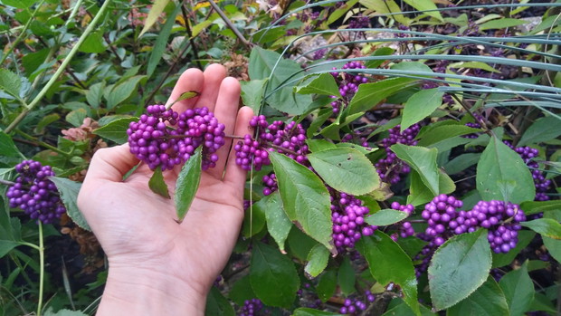 Pięknotka Bodiniera 'Profusion'