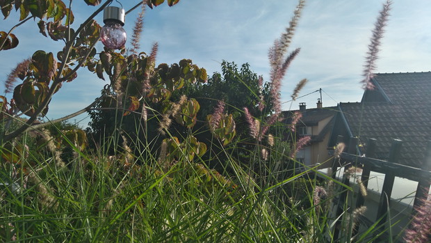 Piórkówka wschodnia