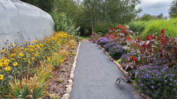 Przy warzywniaku, wzdłuż folii też zwitała jesień