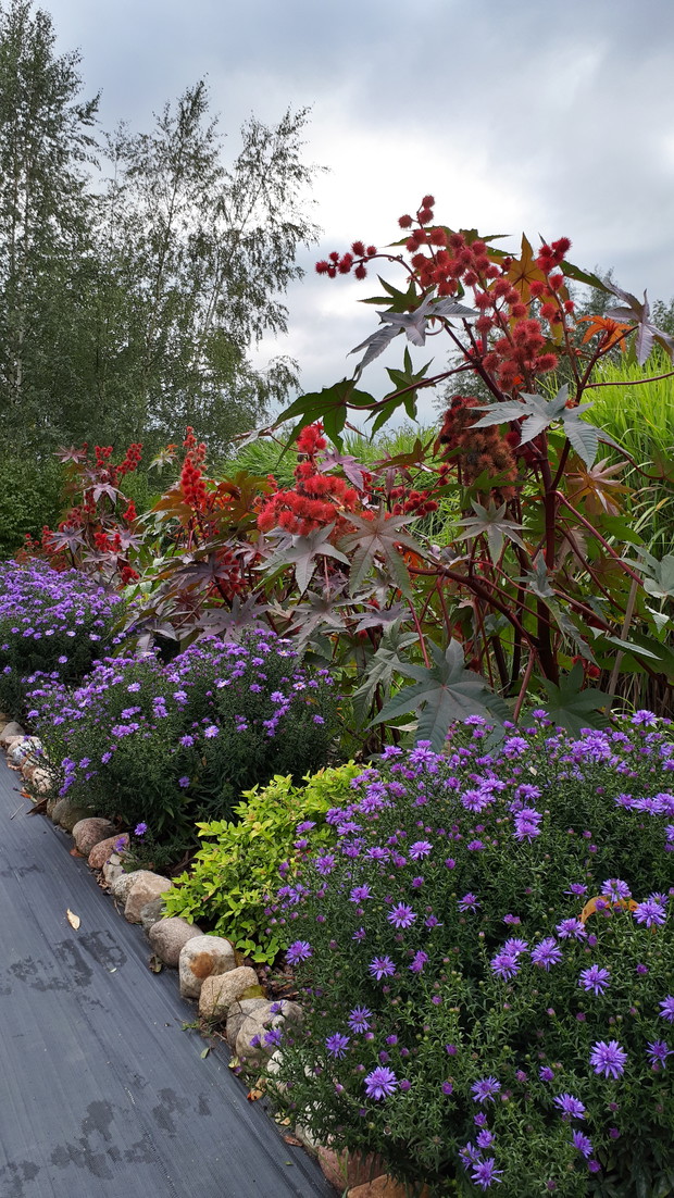Rączniki i astry królują na rabacie