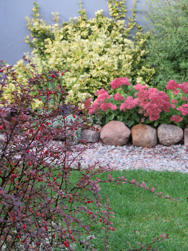 rozchodnik w pełnej odsłonie