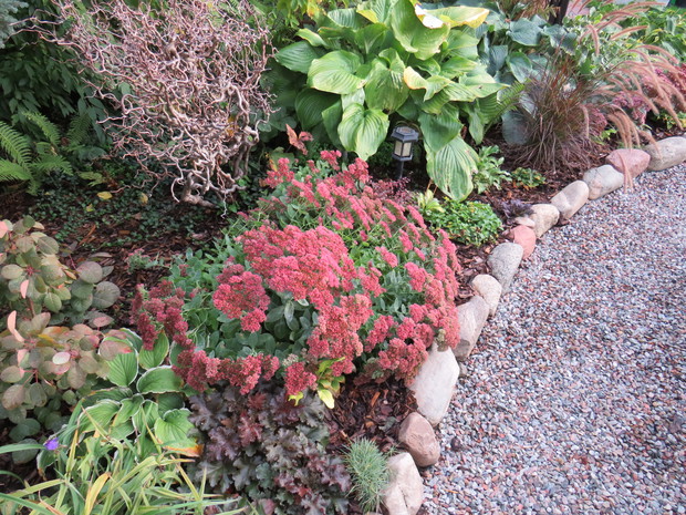 Rozchodniki, jesienne królowe rabat...