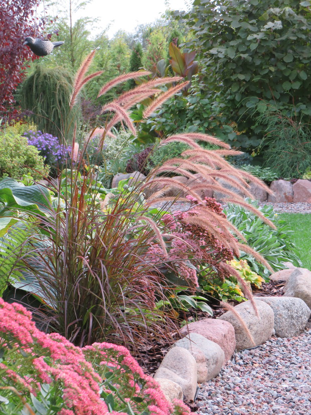 Rozplenica rubrum, uwielbiam jej lekkość