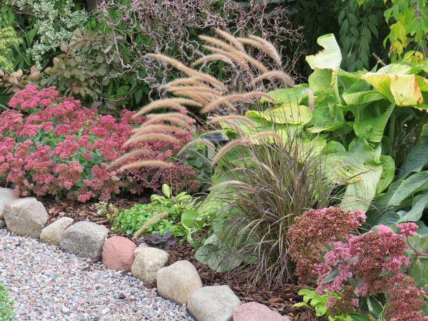 Rubrum pomiędzy rozchodnikami...