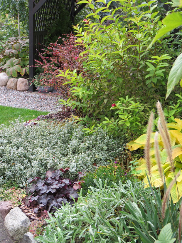 Soczysta seledynowa funkia, cudownie wybarwiona