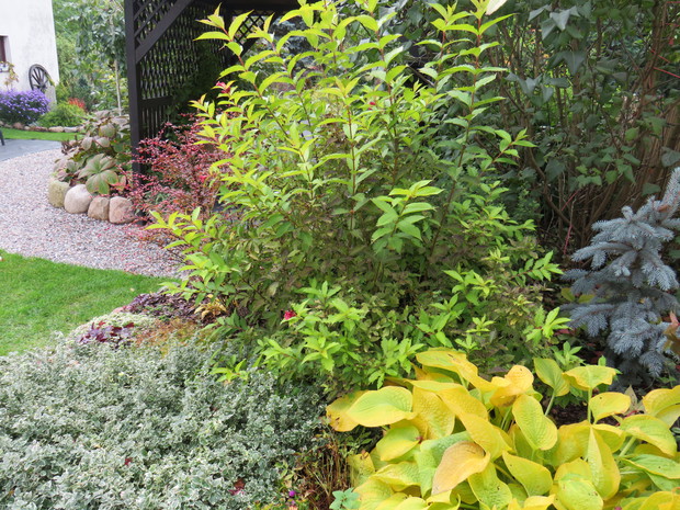 Soczysta seledynowa funkia, cudownie wybarwiona