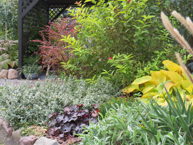 Soczysta seledynowa funkia, cudownie wybarwiona