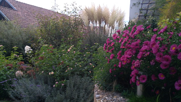 Trawa pampasowa 'Pumila' i aster krzaczasty