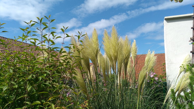 Trawa pampasowa 'Pumila'