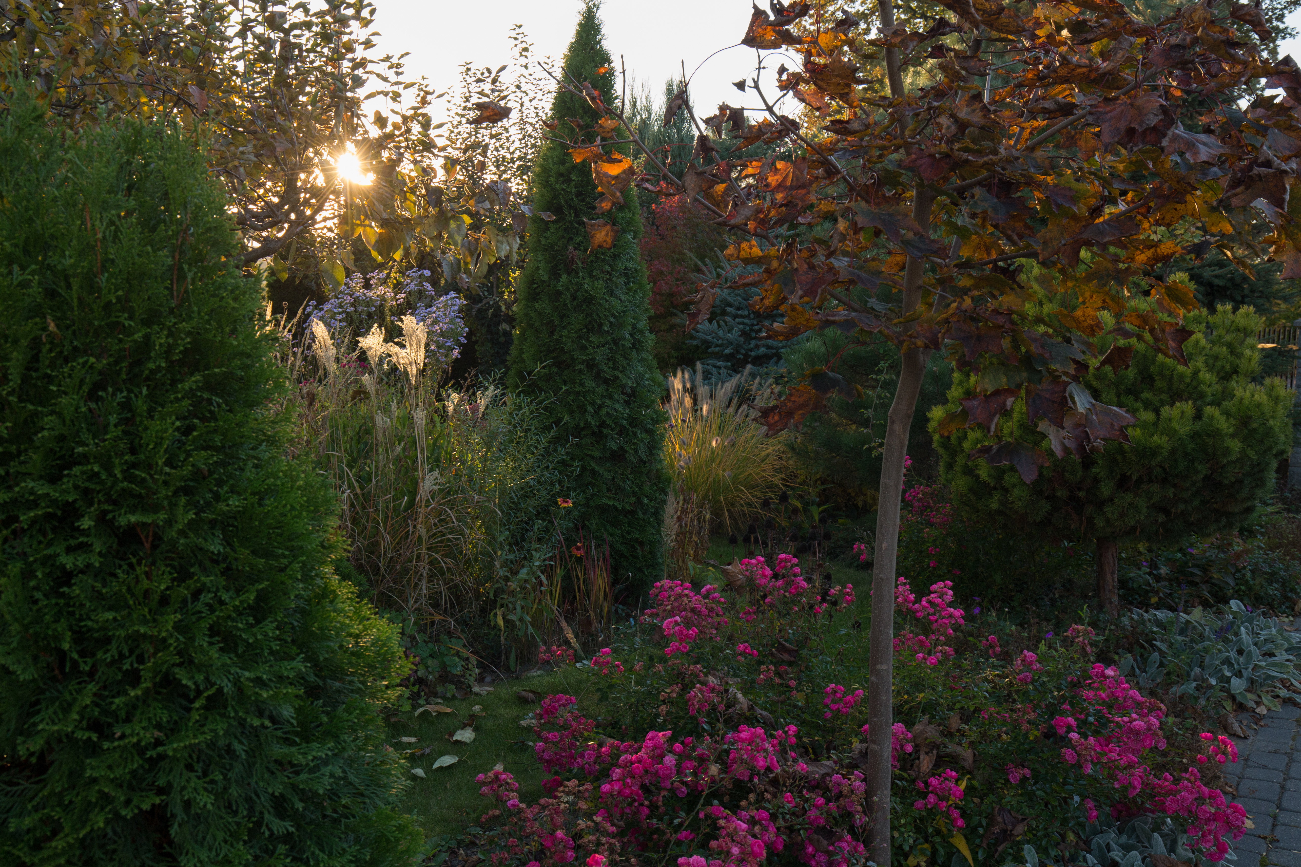 Trawiasto-bylinowa rabata o zachodzie słońca.