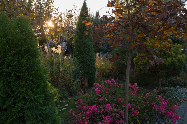 Trawiasto-bylinowa rabata o zachodzie słońca.