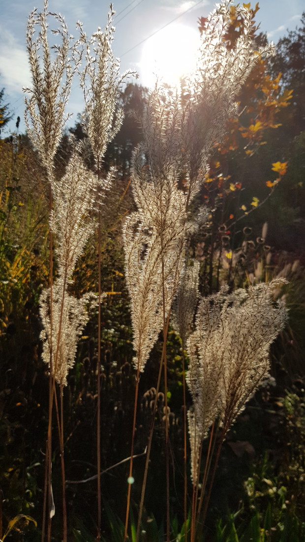 Trawy, piękne pioropusze.