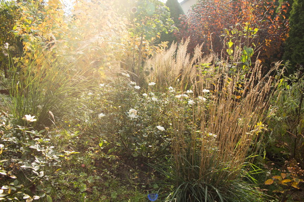 Trawy w jesiennym świetle zachodzącego słońca.