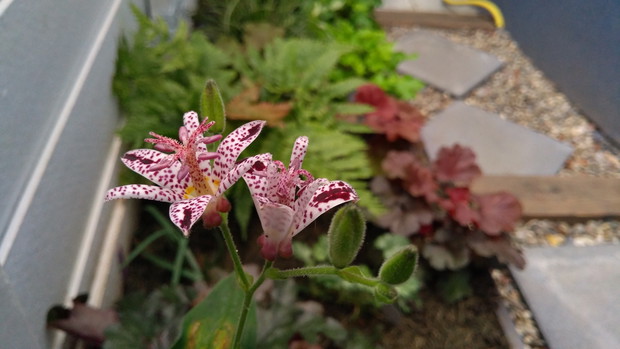 Trójsklepka owłosiona