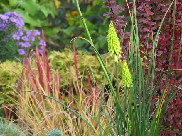 trytomy jeszcze kwitną, początek jesieni