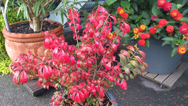 Trzmielina oskrzydlona 'Compactus'