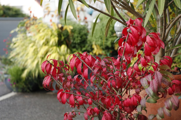 Trzmielina oskrzydlona 'Compactus'