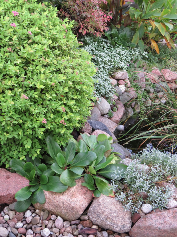 Trzmielina oskrzydlona jeszcze bardziej przebarwiona