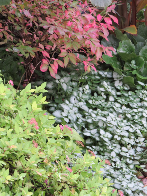 Trzmielina oskrzydlona jeszcze bardziej przebarwiona