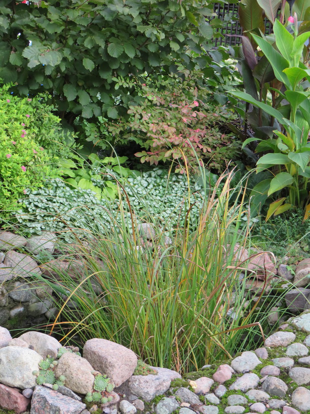 Trzmielina osrzydlona zaczyna się wybrawiać, gotowa na jesień