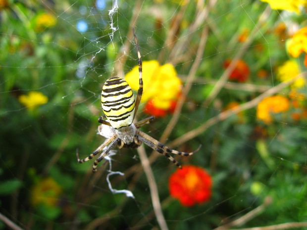 Tygrzyk paskowany z aksamitką w tle