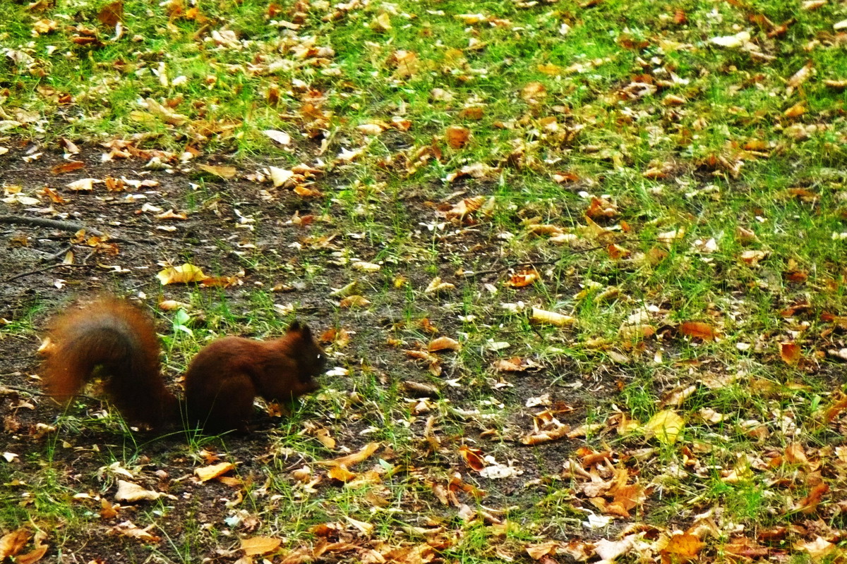 Wiewiórka częstym gościem w ogrodzie