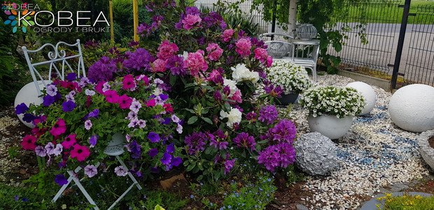 Wiosenne dekoracje do ogrodu Kobea Ogrody i Bruki