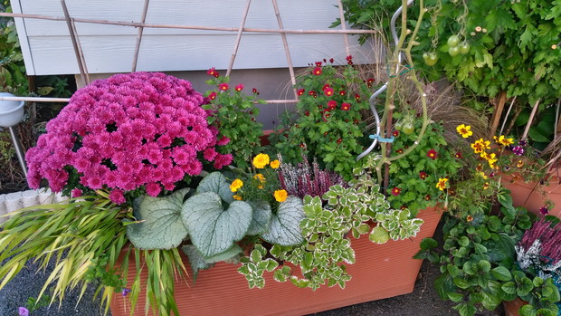 Złocienie, hakonechloa, brunnera i wrzosy