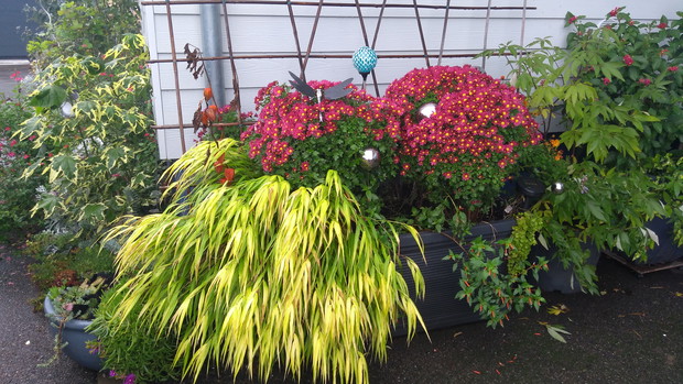 Złocienie i hakonechloa smukła 'Stripe it Rich'