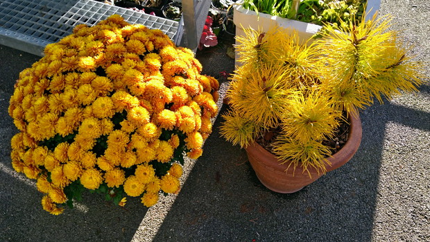 Złocienie i sosna wydmowa 'Chief Joseph'