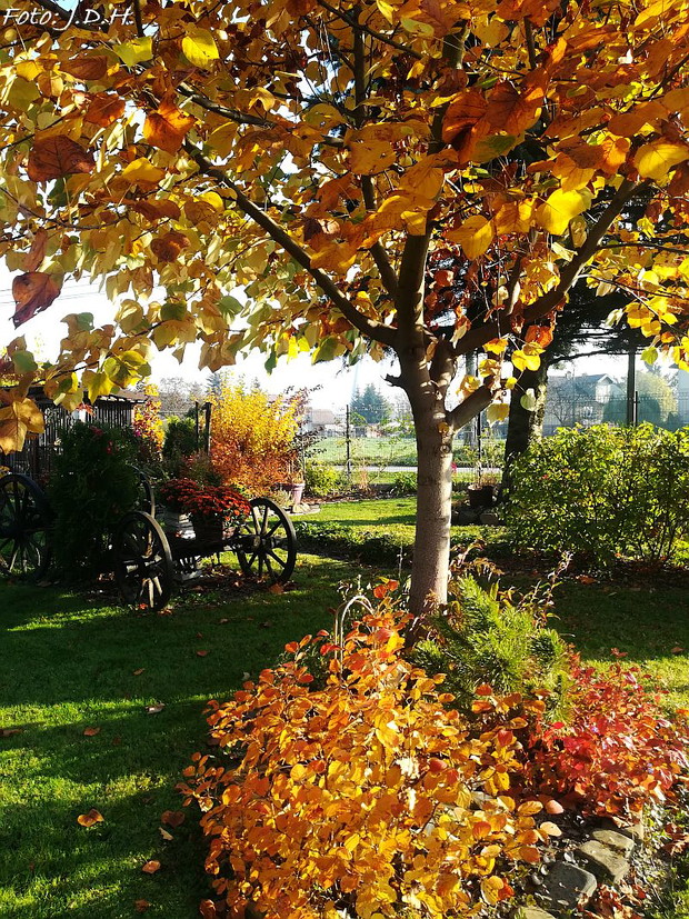 złota jesień u Jadzi