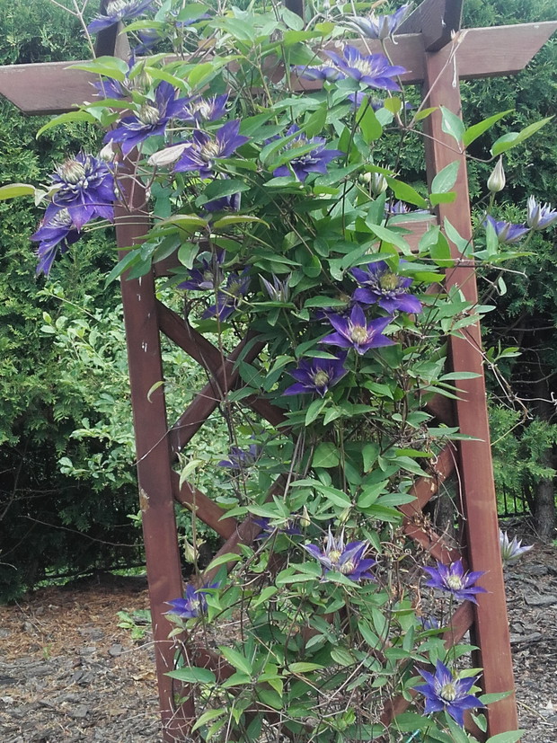 clematis