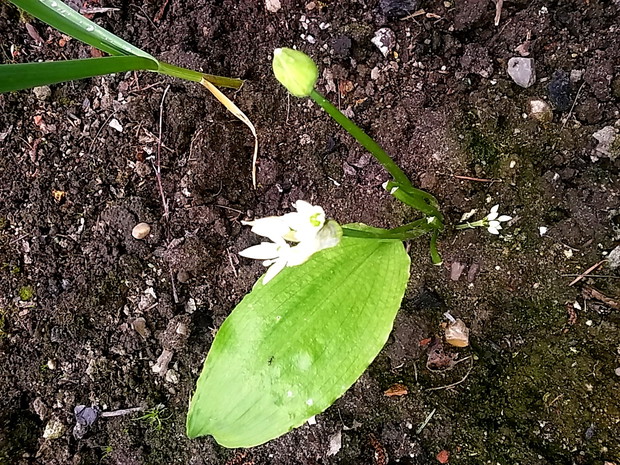 czosnek niedźwiedzi