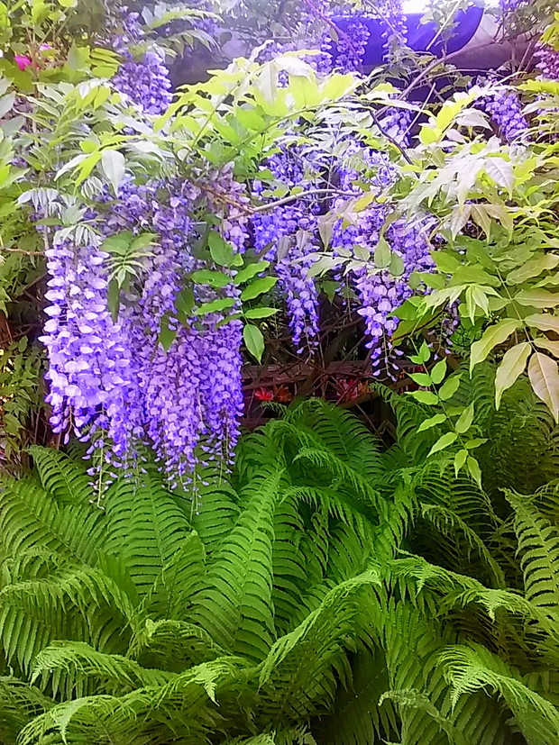 glicynia nad paprociami