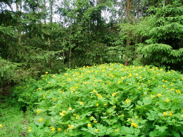 jaskółcze ziele w moim lesie