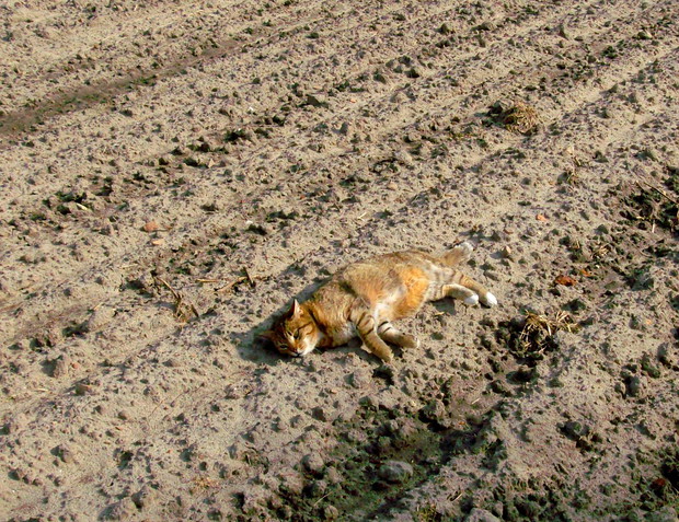 kot na zaoranym polu