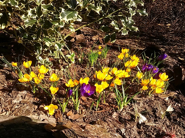 krokusy pod ostrokrzewem