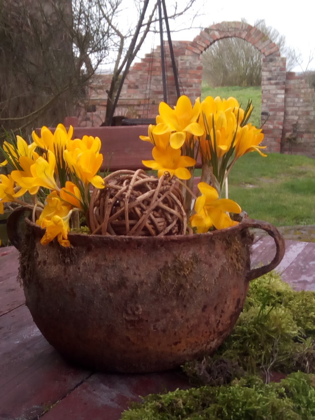 Krokusy w starym garnku.