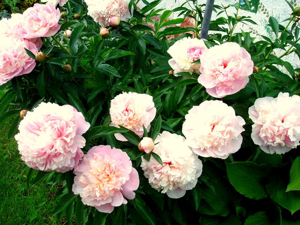 moja ulubiona wczesna piwonia