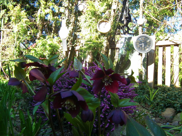 niezawodny ciemiernik